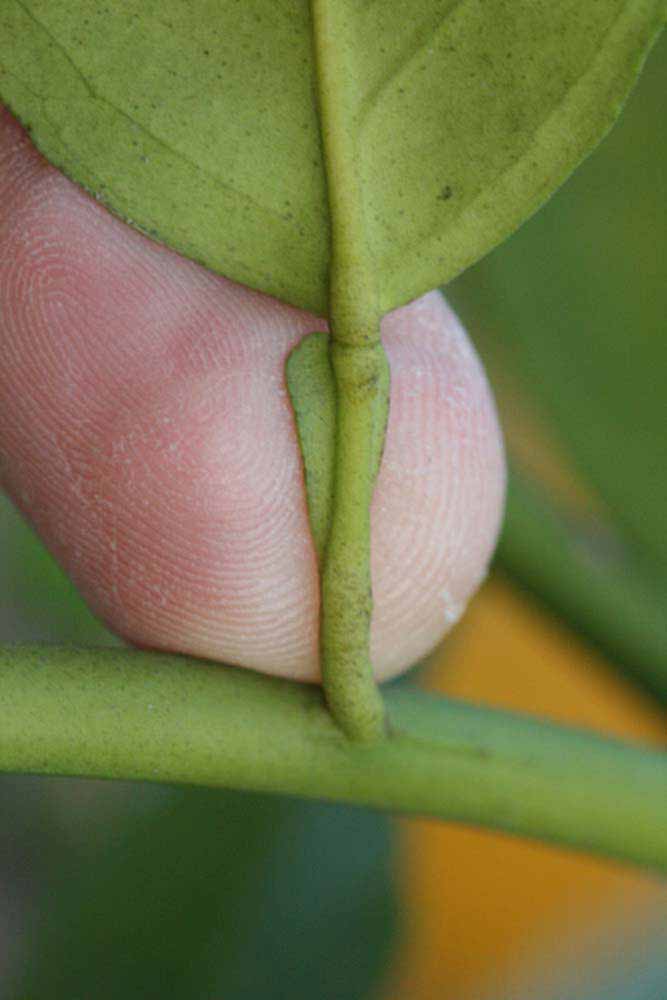              Petiole (Riverside, CA)       